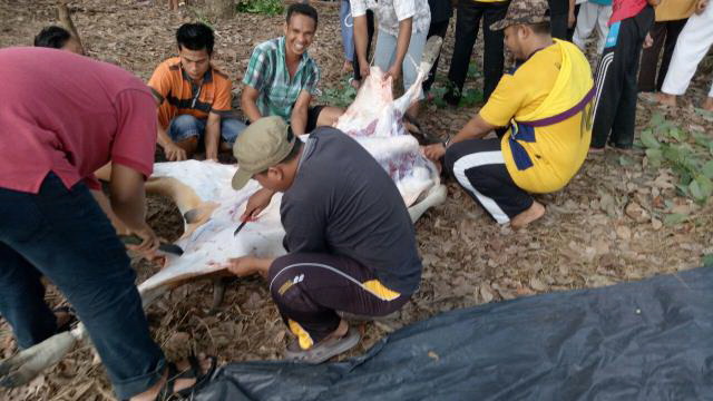 600 Kg Daging Qurban Dibagikan Warga Sekitar Ponpes IBS